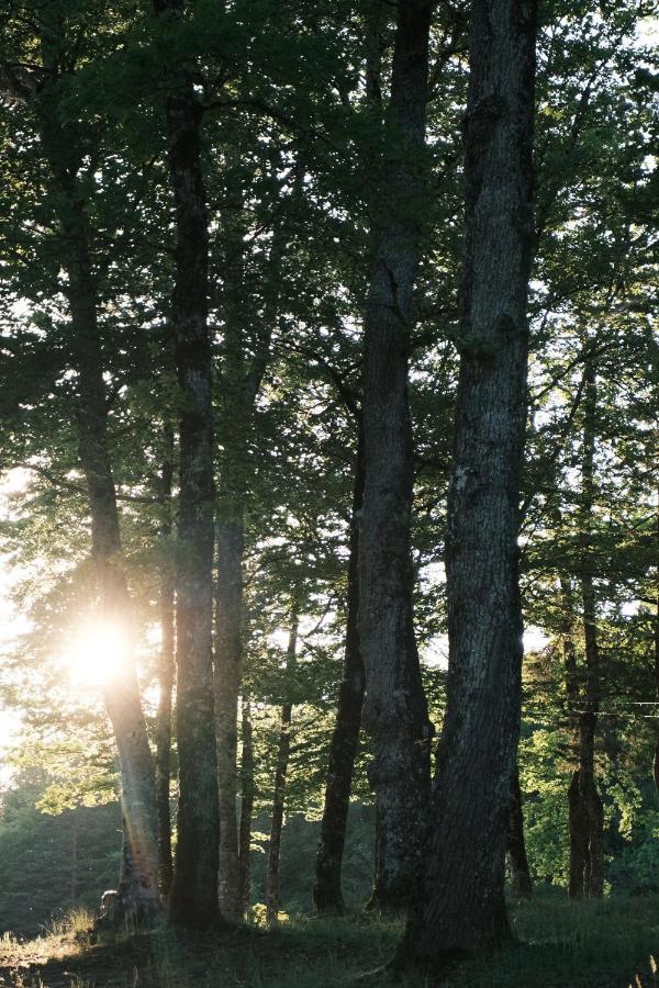 Lodge Avec Spa Privatif - Foret Et Lac Liginiac Exterior foto